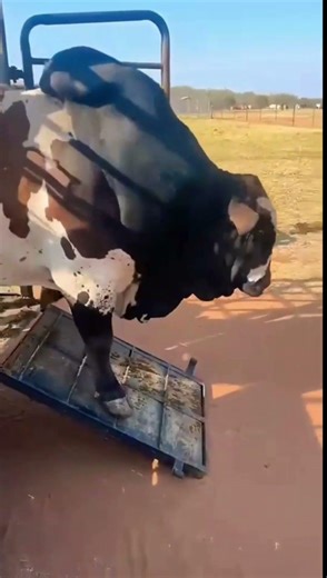 #bull #shorts #trending #viral #ytshorts #shortsfeed