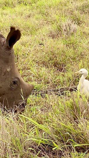 “We have a responsibility to stand watch over one another, we are watchers, all of us, watchers, guarding against the darkness” Dean Koontz * A critcally endangered white rhino calf grazing close to her mother with her cattle egret friend. Stay safe beautiful girl 🙏 #savetherhino #rhino #whiterhino | Kingfisher River Lodge