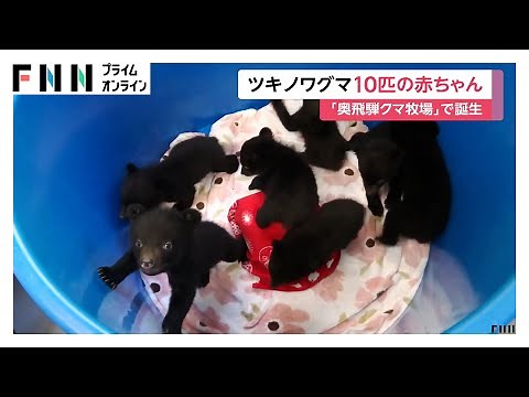 元気いっぱい！ツキノワグマの赤ちゃん10匹誕生 「記念撮影会」10月まで開催 岐阜・高山市「奥飛騨クマ牧場」