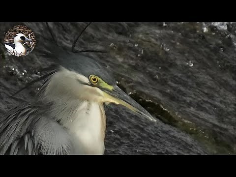【野鳥観察】川でサギ類を観察中、カラスに追われるミサゴが驚きの行動に出た！　Vlog64
