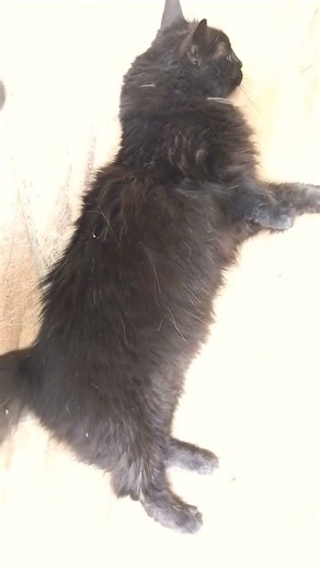 #309-6 • DAS BOOT • 📅12.19• ⏰20：21 • ⏳15s • CAP.7• STDM🐾 🚨 ✅