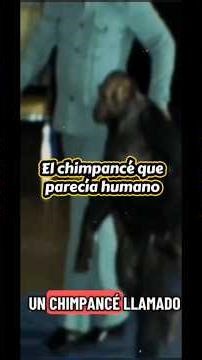 Oliver the chimpanzee, the primate that looked human.