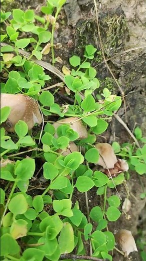 Mushroom Hunting in the Wild Forest #mushroomforaging #mushroom #utcountryside