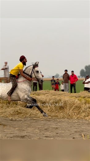 1.9M views · 9.6K reactions | BADSHAH @marwari_horse_lovers_ #horse #reels #viral #racing #riding #horsesofinstagram #instagram #facebook #youtube #punjab #india #trending #explore #explorepage #instadaily | Marwari Horse Lovers | Facebook