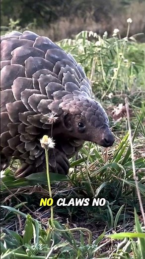3 Interesting Facts About Pangolins – The Armored Mystery Creature #Pangolin