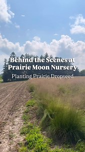 Prairie Moon Nursery on Instagram: "Prairie Dropseed (Sporobolus heterolepis) 🌾 A landscaping must-have! A wonderful bunch-forming native grass that takes on a nice golden hue throughout fall 🍂 and winter. ❄️ A bird favorite for the seeds 🐦‍⬛ and also deer resistant. 🦌 Pre-order Prairie Dropseed 3-pack potted plants now for fall delivery!"