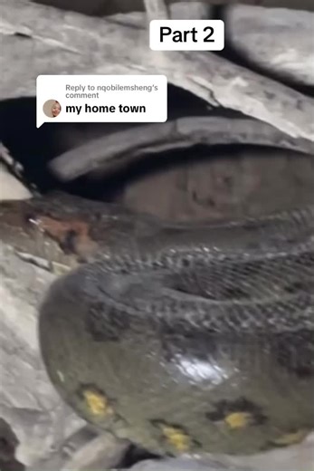 Exploring a Snake's Habitat in My Hometown