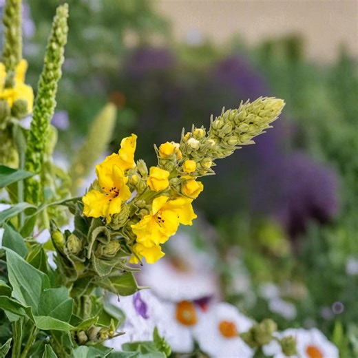 200 Mullein Seeds, Verbascum Thapsus, Biennial Medicinal Herb With Yellow Flowers - Etsy