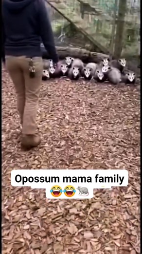 When all the Opossums get scared 😂🐀😲 📸 Evan Era #possum #animals #wildlife | Possum American