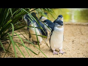 Tripadvisor Insider: Penguin Parade, Phillip Island, Australia
