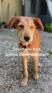 2.8K views · 34 reactions | Could you be an animal communicator and not know it? Here's my newest vid on what it takes (on the inside!) https://www.daniellemackinnon.com/how-to-become-an-animal-communicator/ | Danielle MacKinnon | Facebook