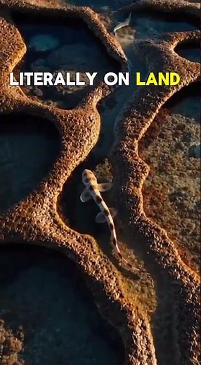 Sharks That Walk on Land… And It’s Terrifying#EvolutionInMotion, #WalkingShark, #NatureIsCreepy.