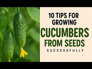 10 Tips for Growing Cucumbers from Seeds Successfully