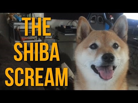 The Shiba Scream #2: Ozy Sees Something Interesting