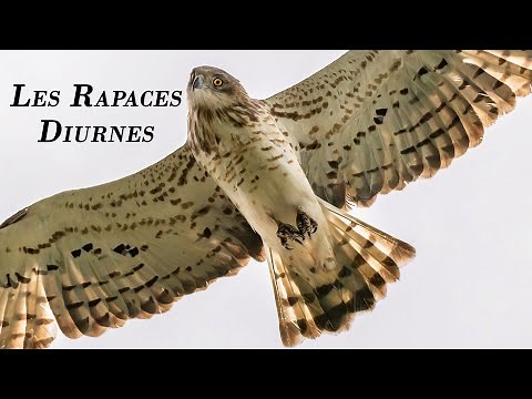 Fauna of the Alps - Diurnal Raptors