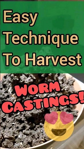 Easy way to harvest worm castings plus benefits #organicgardening #vermicompost #redwigglers