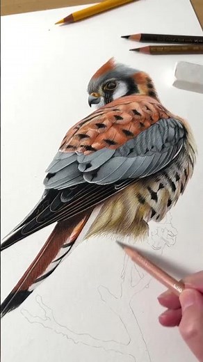 Day 127 | Hyperrealistic Colored Pencil Drawing ✏️🎨 | Realism Art Process