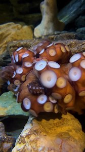 12K views · 147 reactions | Have you ever seen an octopus clean off its suckers?  Our Common Octopus, Barbie, is doing just that by spinning their tentacles against each other. This rubs a thin layer off the suckers. Similar to people scrubbing a layer of skin cells off with an exfoliating brush or sponge! | National Marine Aquarium | Facebook