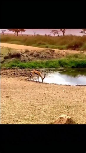 19K views · 1.6K reactions | Apelapato momentos prime ❤️ #apelapato #free #freefire #gaming #brasil #الشعب_الصيني_ماله_حل #apela #prime #garenafreefire #fyp | Sou Fian | Facebook