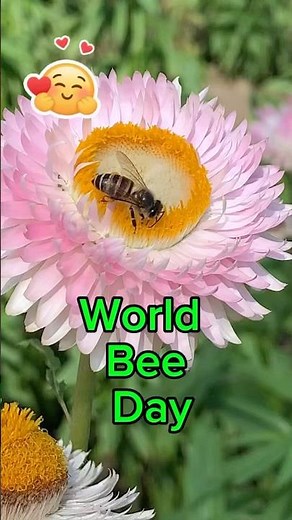 World Bee Day