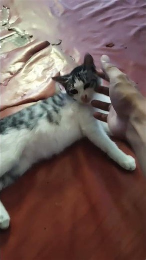 Don't spray the poor cat #comedy #funny #comedy