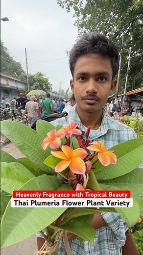 Perfume-Like Thai Plumeria 🌸 Heavenly Fragrance at Galiffstreet!