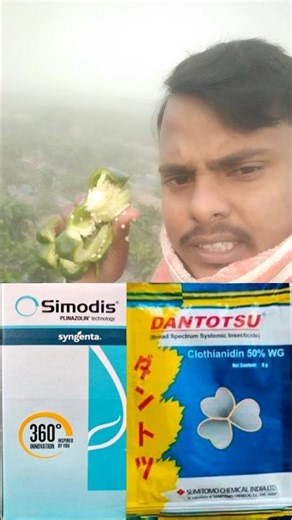 how to control Capsicums fruit borers/Syngenta Simodis/Dantotsu insecticides||