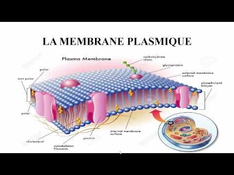 membrane plasmique