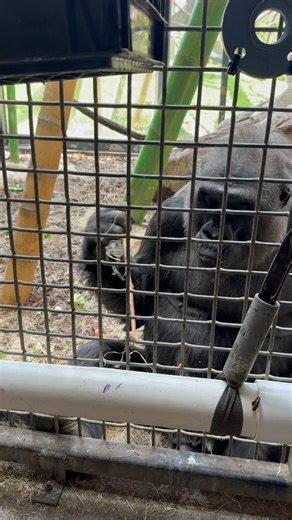 You may already be aware that chimpanzees use tools, but did you know that gorillas can too? Here is Bahati working on a puzzle using her own tools! 📸 Dianne M. | Lincoln Park Zoo
