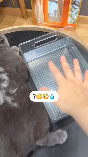 3.5K views · 350 reactions | Massaging Grooming Comb Steamy Cat Brush LIMITED EDITION!! Order now: https://clotheria.com/collections/cat-accessories/products/massaging-grooming-comb-steamy-cat-brush | Cat lovers | Facebook