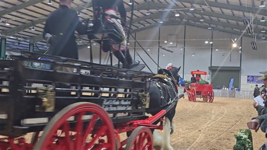 11K views · 566 reactions | ✨ Elegance in Motion: Shire Horse...