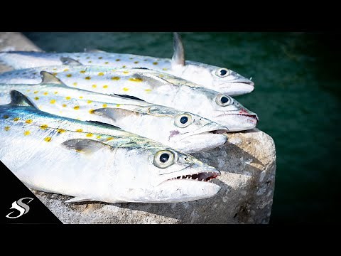 Skyway Fishing Pier Spanish Mackerel Catch & Cook