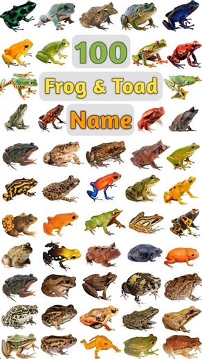 100 Frog & Toad Name : Part- 02 #frogspecies #frogs #frognames #frog #toadnames #frogandtoad