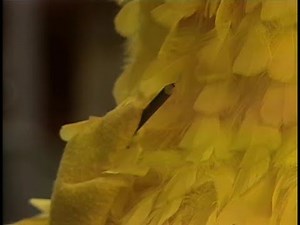 Classic Sesame Street - The Muppets express themselves using pencils