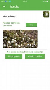 PlantSnap.com identifies Emu apples (Kunzea pomifera), are low-growing plants found along the southern coast of Australia. | PlantSnap