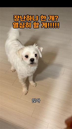 [반려견] 말티푸 삼두는 간식 한알에도 최선을 다한다 #말티푸