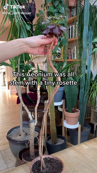 Aeonium Plant Rescue: Chop and Propagation Tips