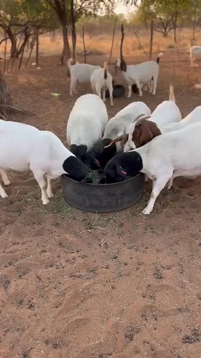 15K views · 260 reactions | Minimizing feed wastage starts with simple, smart practices. Here’s how I crush and process lucerne at my farm to make sure every leaf counts — saving money while keeping the animals well-fed and healthy. #GoatFarming #LivestockManagement #Lucerne #AnimalFeeding #FarmSmart #CostSaving #NigeriaFarmers #Agripreneur #SustainableFarming | Goats Sheep Cows & General Livestock Online Marketplace | Facebook