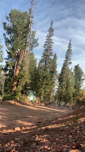 I DESPISE Climbing Dead Standing Trees | Anything Can Go Wrong