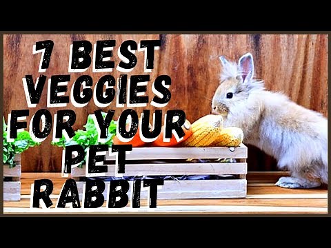 7 Best Vegetables for Your Pet Rabbit