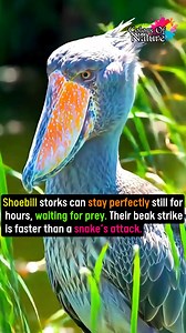 #facts #knowledge #science | Colors Of Nature