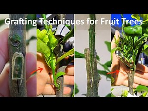 4 Basic and Useful Grafting Techniques for All Plants | How to Graft Citrus Tree (最基本通用性的简单实用嫁接技术)