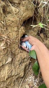 274K views · 1.8K reactions | Check the baby animals in the hole | Oji TV | Facebook