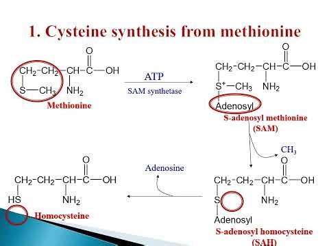Biosynthesis of cysteine and tyrosine amino acids