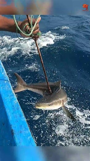 Hooked a Cobia Using Live Octopus as Bait! #fishing #fishingvideo #fishingtime
