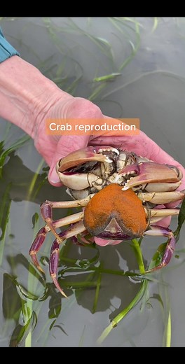 Crab Reproduction and Crustacean Life Cycle Explained
