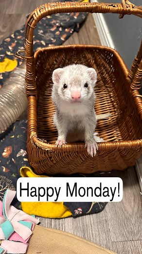 4K views · 171 reactions | At least she used the pee-pad! This is...