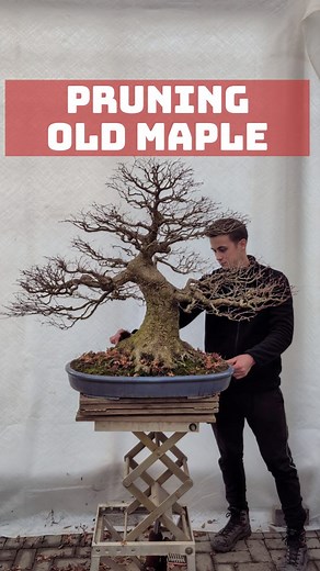 Bonsai Autumn Pruning: old Japanese Maple #bonsai #pruning #bonsaitree | Bonsai-Zentrum Münsterland