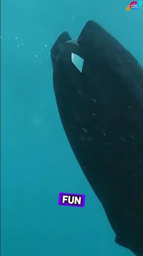 iAqua Seadart Max | Underwater Scooter