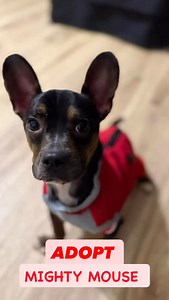 MIGHTY MOUSE – French Bulldog Mix 19 Months | 13 lbs of Unstoppable Valentine Chaos “I’ll protect your heart, your home, and your dignity—unless cheese is involved. Then you’re on your own.” From escaping feline death squads to diving headfirst into vats of Super Cheese™, Mighty Mouse has officially traded his cape for a collar and his moon‑bound missions for a couch in New Jersey. Now he’s here to spread love, mischief, and mild emotional turbulence—one squeaky toy at a time. Valentine Credenti